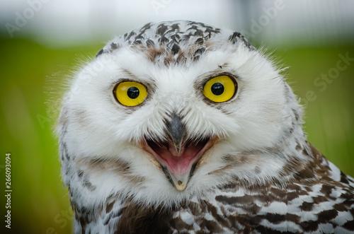 Portrait of a Snowy Owl (Bubo Scandiacus) © SJVL