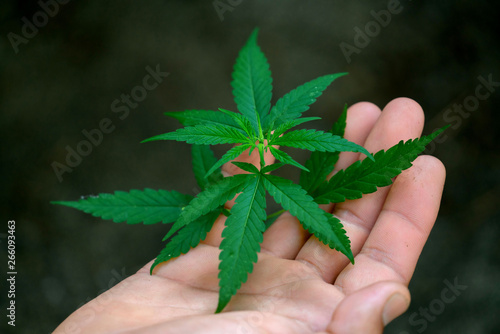 Hand holding marijuana leafs