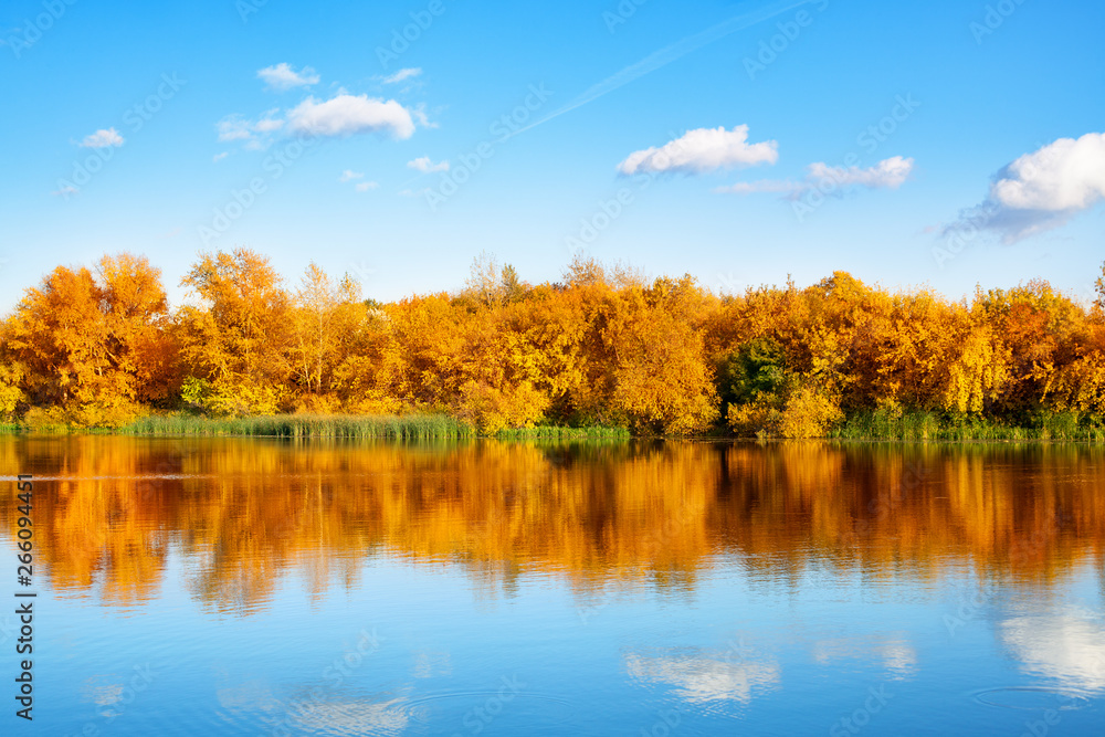 Autumn landscape, yellow leaves trees on river bank on blue sky and white clouds background on sunny day, mirror reflection in water, golden foliage trees, fall season beautiful nature, copy space