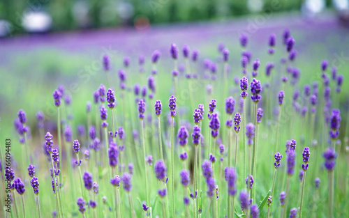 Close Up Bud Lavender Purple Flower                             