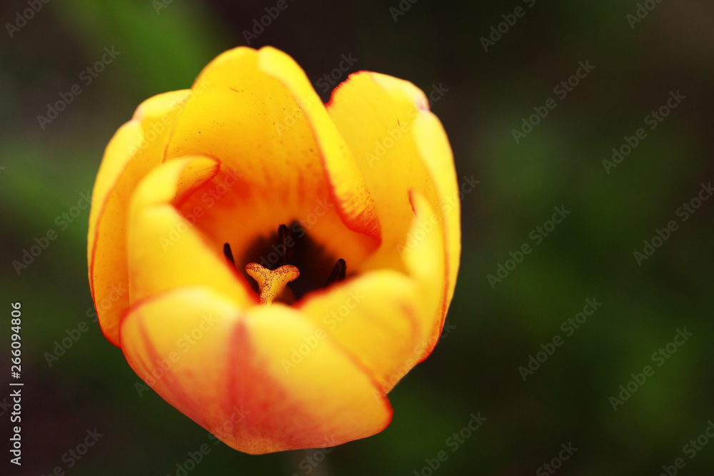 yellow with red tulip with green background yellow with red tulip with green background
