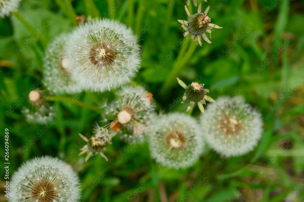 Fototapeta premium dandelions in a green meadow