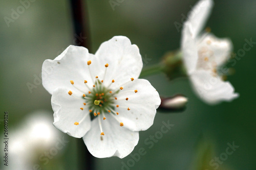 cherry bloom closeup