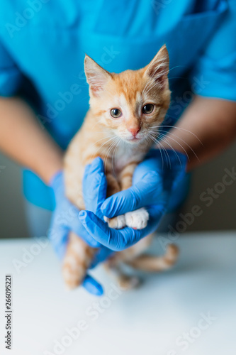 Doctor veterinarian holding in her arms kitten with three legs at vet clinic. Prosthetics leg