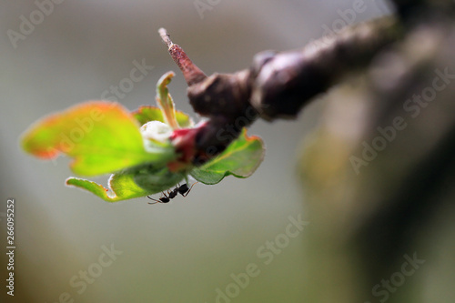 ant on the branch of an apple-tree