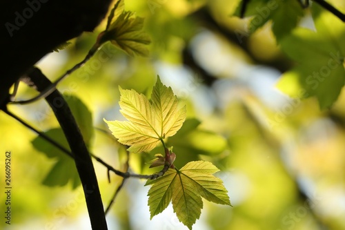 Sycamore maple leaves in the forest on a sunny spring morning