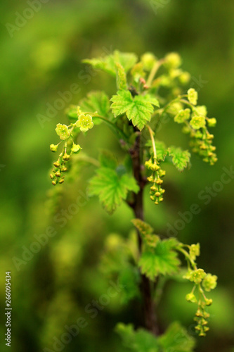 currant blooms