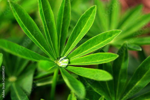 dew on lupine