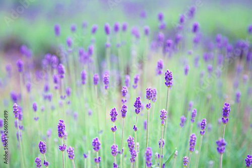 Grown up Purple Lavender Flower Garden                   