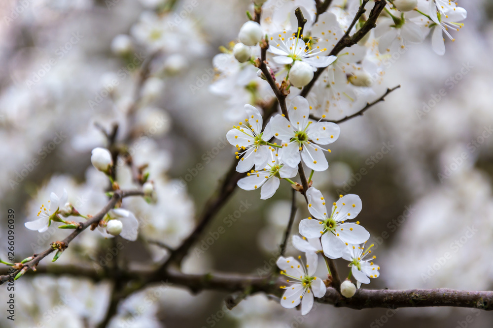 Branch with white flowers on a fruit tree