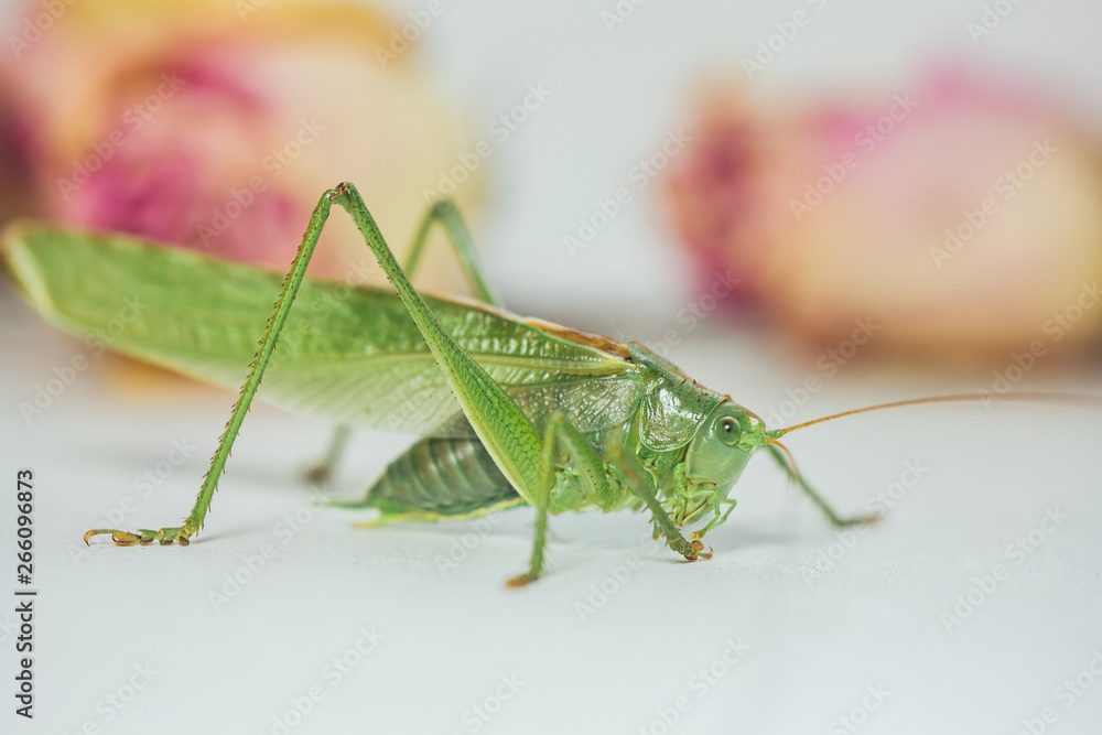 Locust or grasshopper on a white table close-up on a blurred background. live green harmful insect in macro. katydid. copy space Locust or grasshopper on a white table close-up on a blurred background. live green harmful insect in macro. katydid. copy space