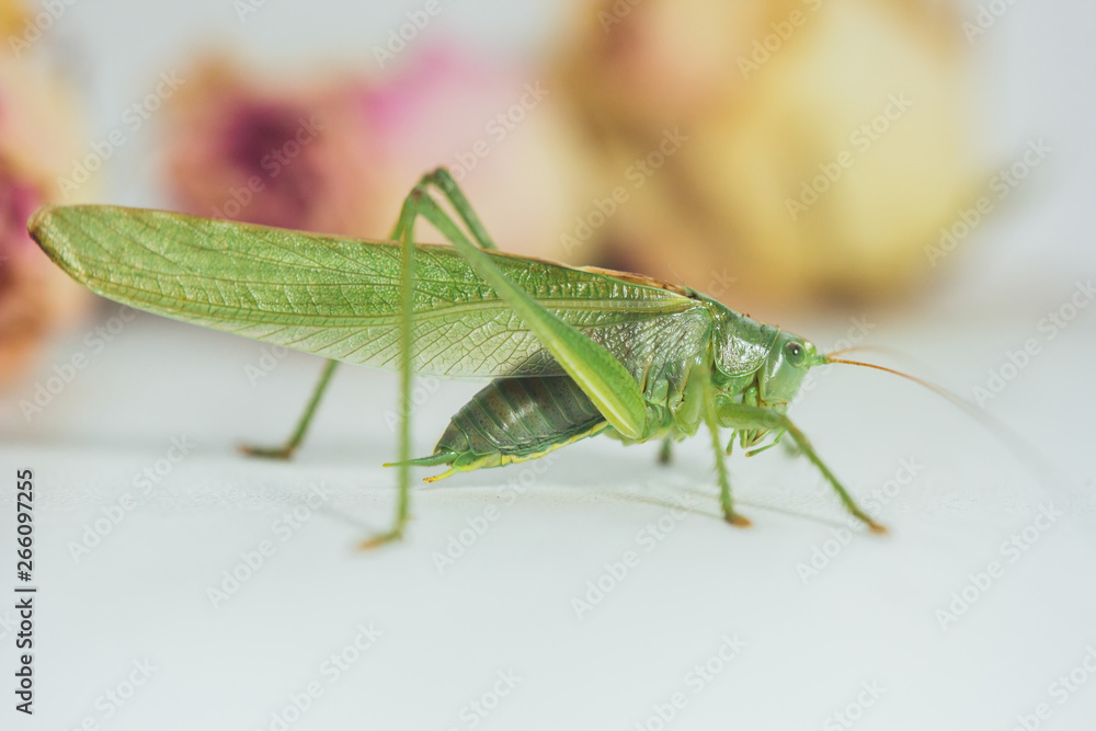Locust or grasshopper on a white table close-up on a blurred background. live green harmful insect in macro. katydid. copy space Locust or grasshopper on a white table close-up on a blurred background. live green harmful insect in macro. katydid. copy space