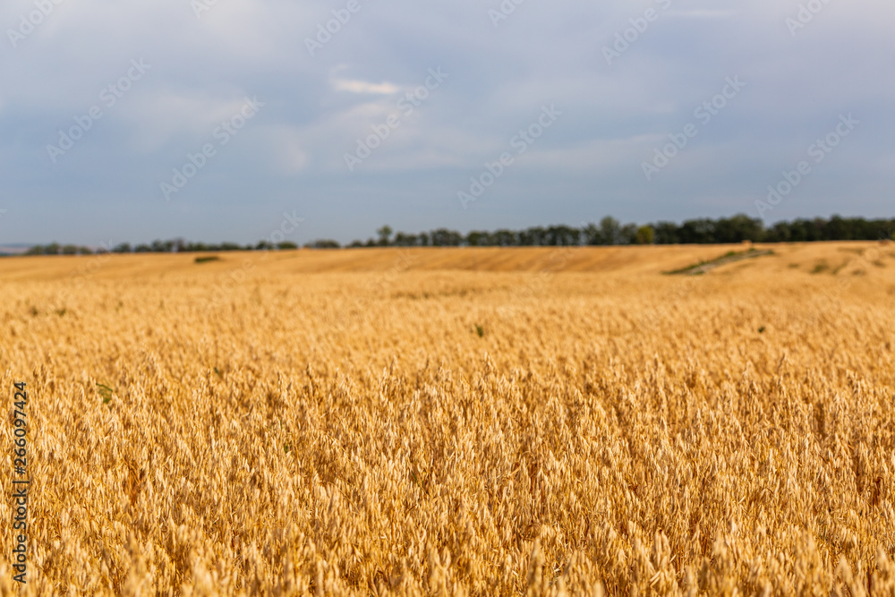 Landscape with ripe oats field and cloudy sky