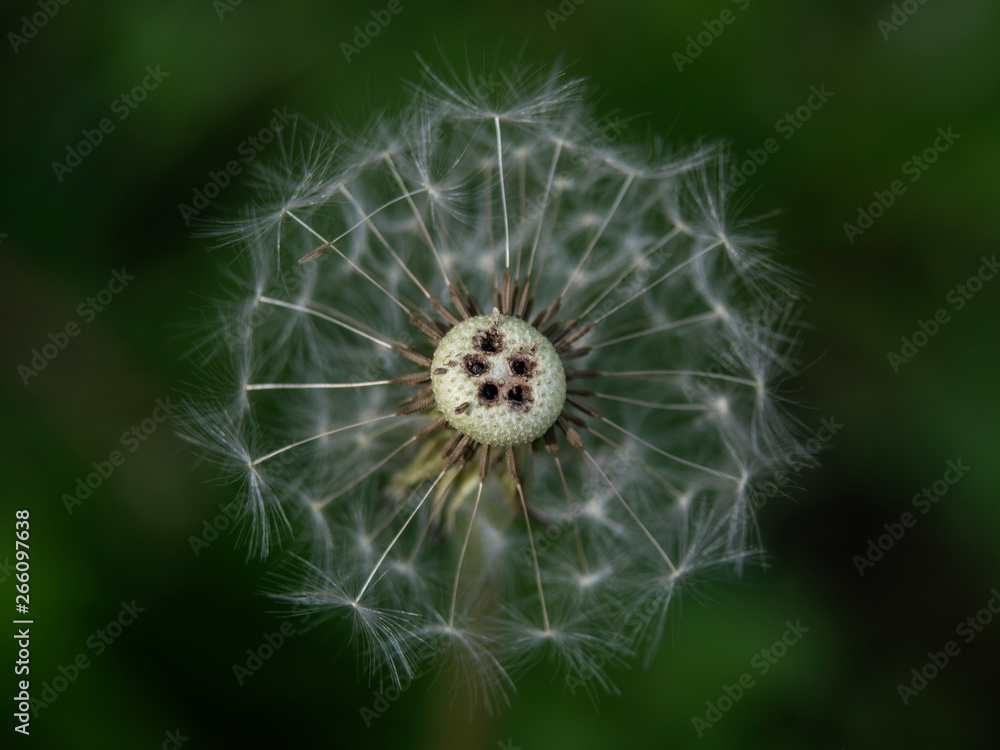 Fototapeta premium dmuchawce