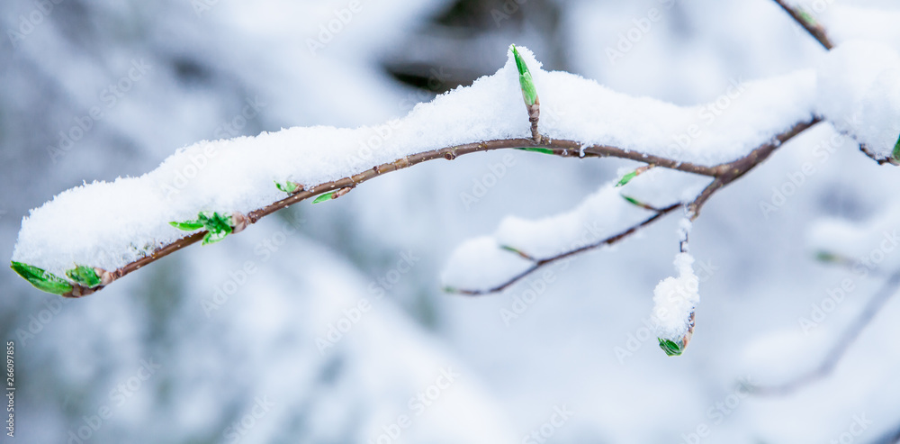 spring green buds of trees covered with ice and snow