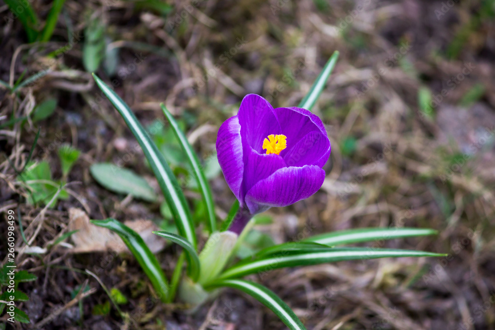 Fototapeta premium one violet crocus is a genus of flowering plants in the iris family in spring.