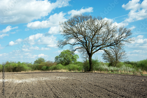 Plowed field and large oak tree, white clouds on blue sky