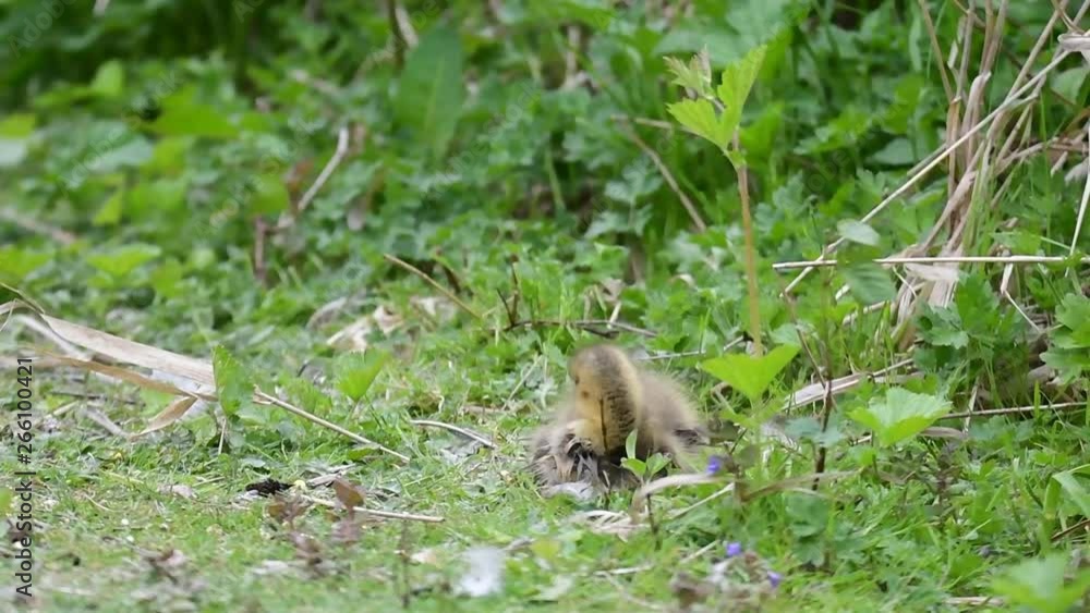 A gosling is sitting and doing grooming on the ground. A gosling is sitting and doing grooming on the ground.