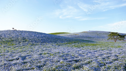 ネモフィラ　みはらしの丘