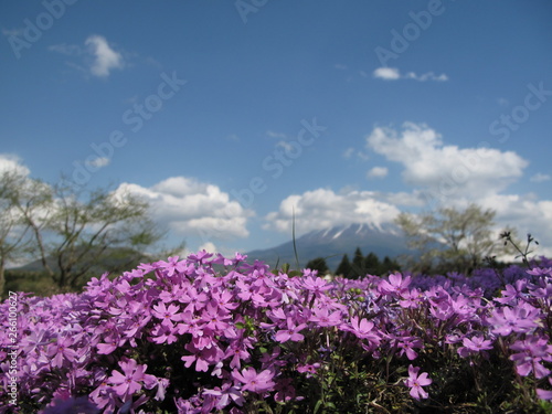 芝桜と富士