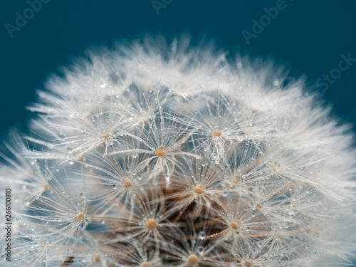 Pusteblume