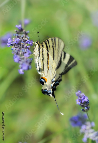 close on beautiful butterfly on a lavendre flower on green background photo