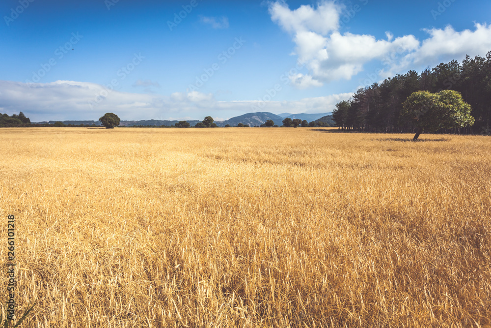 Matte retro toned rye field in Calabria