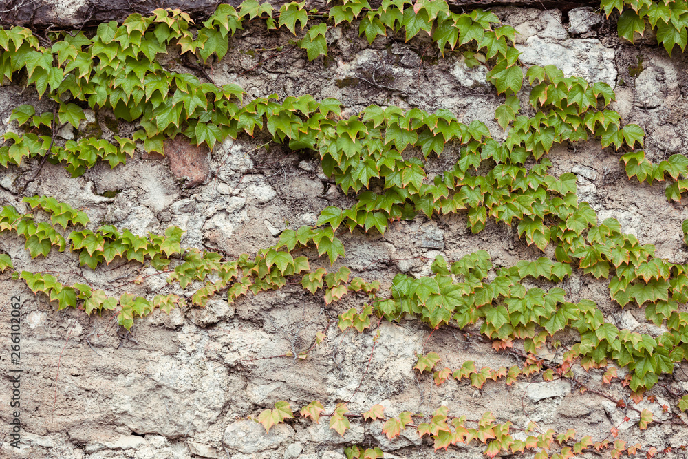 Grunge rustic concrete wall with green ivy