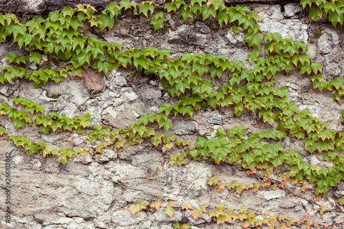 Grunge rustic concrete wall with green ivy