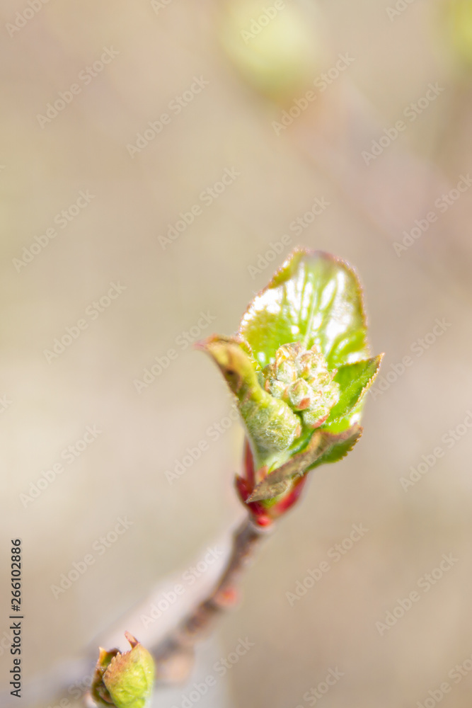 In early spring, the green leaves on the trees bloom from ripe buds In early spring, the green leaves on the trees bloom from ripe buds