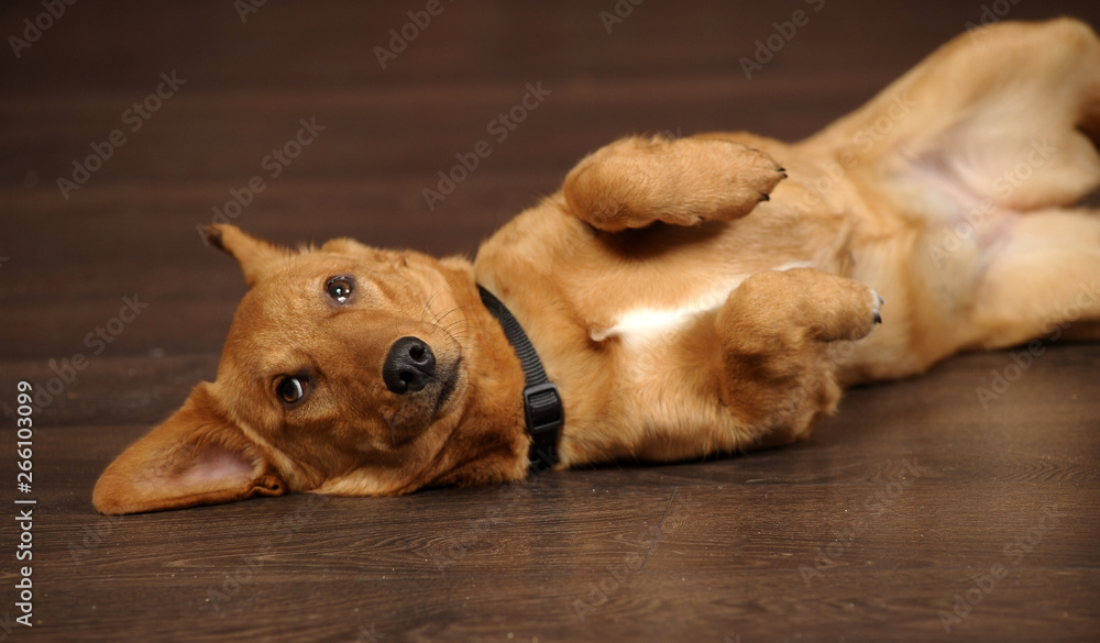 Red dog lying belly up - obrazy, fototapety, plakaty 