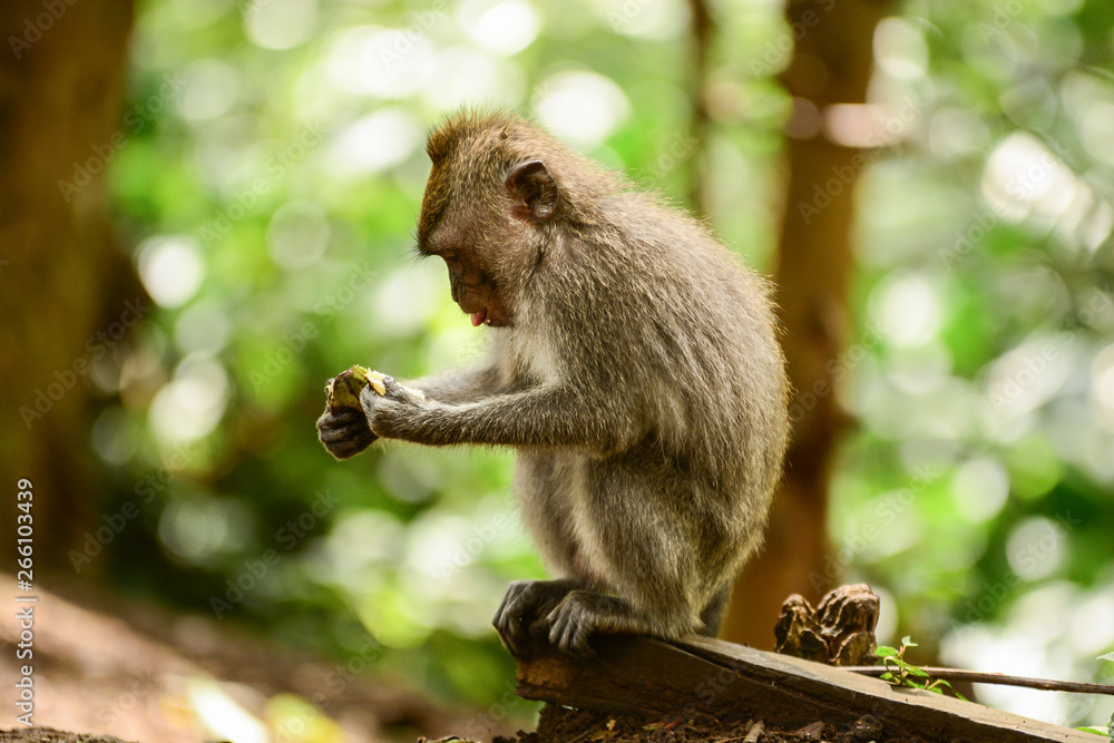 Obraz premium Tiny monkey eating at forest, Bali