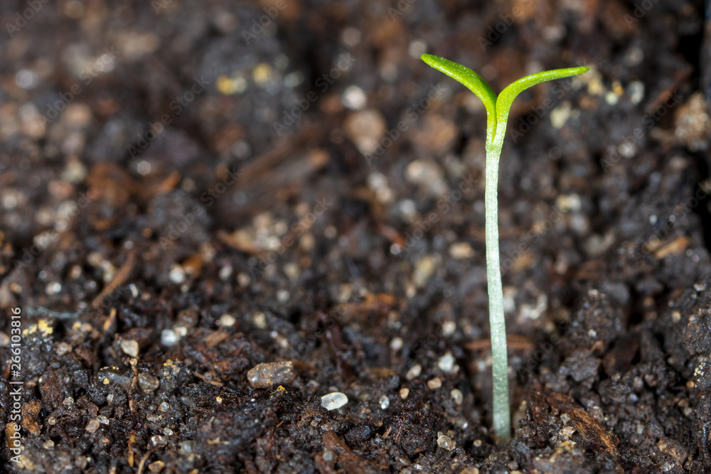 A small plant grows from the ground A small plant grows from the ground