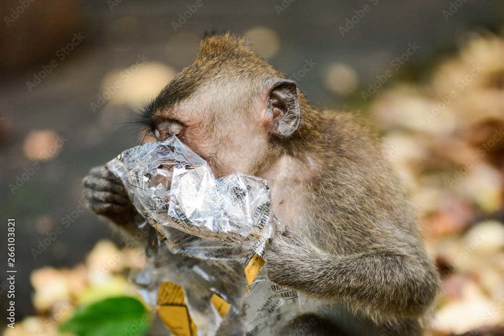 Obraz premium Macaque eating trash at monkey forest, Bali