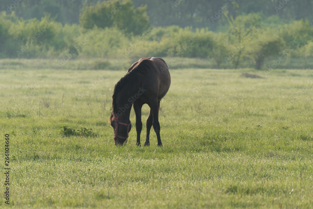 Young horses eating grass in field.Horse on a meadow Young horses eating grass in field.Horse on a meadow
