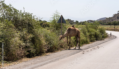 Camels on the road to Gheralta in Tigray  Northern Ethiopia.