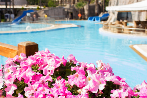 Bright summer flowers against a blue open pool