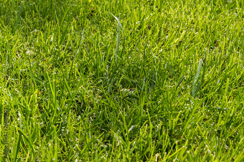 green lawn for background