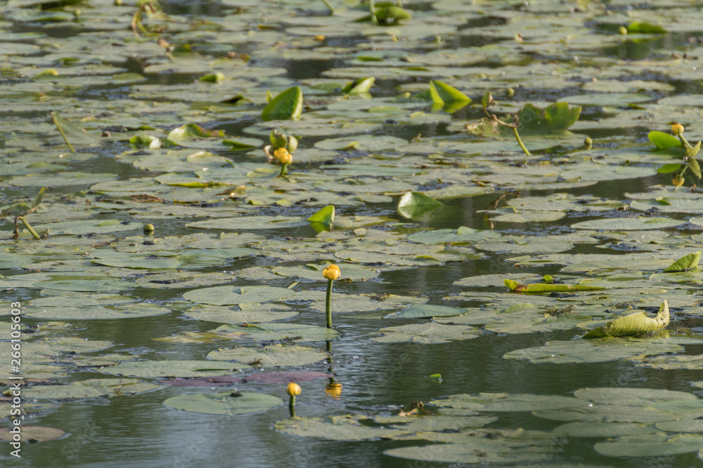 Water lily in the pond Water lily in the pond