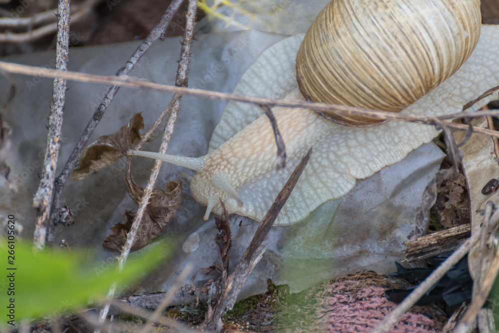 Snail shell horns nature sunny days.Snail on stone. Snail shell horns nature sunny days.Snail on stone.