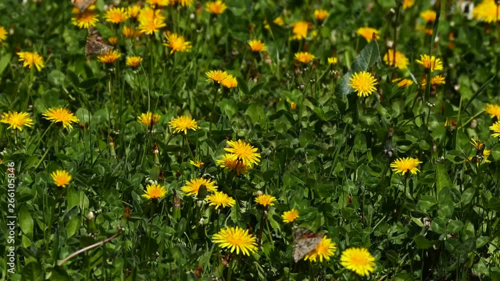 dandelion flowers with filled garden and flying butterflies, dandelion flowers with filled garden and flying butterflies,