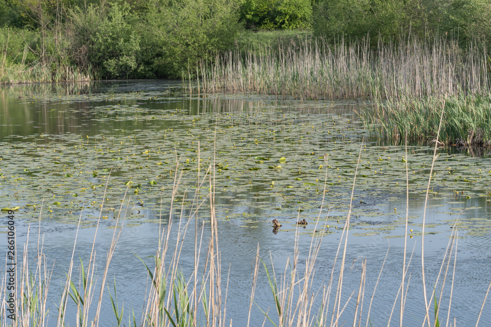 Pond with water lilies in the park.Lilies in pond Pond with water lilies in the park.Lilies in pond