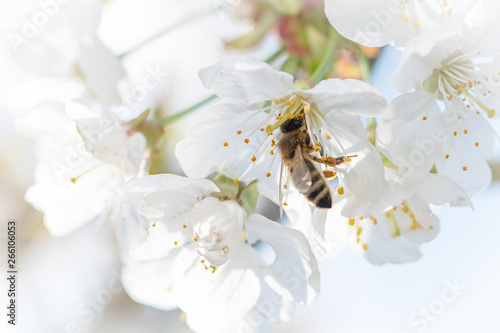 Biene in Kirschbaumblüte (04/2019)