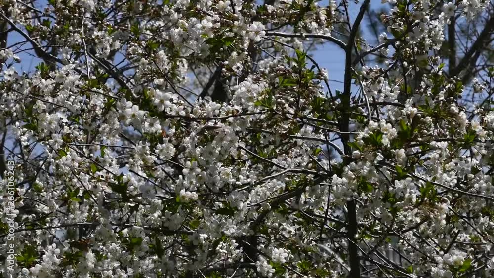cherry tree filled with flowers, cherry tree cherry tree filled with flowers, cherry tree