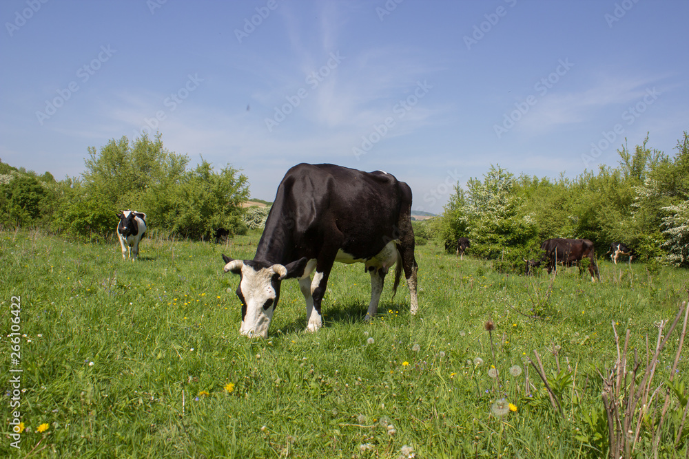 cow eats grass in sunny weather,grazing cattle on the grass in the spring in good sunny weather cow eats grass in sunny weather,grazing cattle on the grass in the spring in good sunny weather