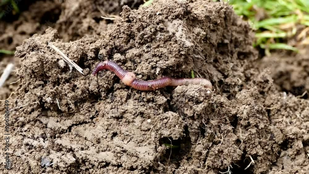 worms in the soil,Worm is moving in the soil, worms in the soil,Worm is moving in the soil,