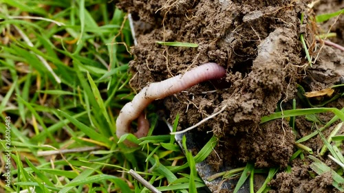 natural earth and worm, earth and worm, natural hefty worm, worm and worm manure, It is important for earth worms,