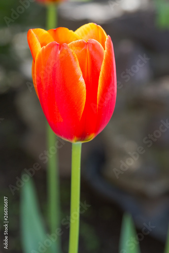 red tulip bud close up