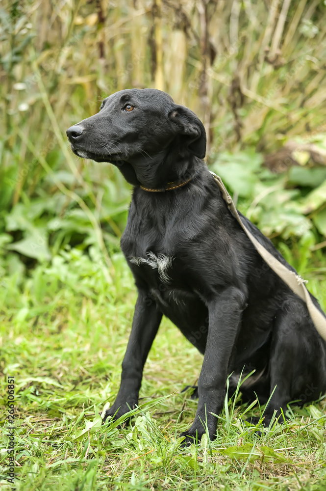 unhappy sad guilty black dog on a background of green grass unhappy sad guilty black dog on a background of green grass