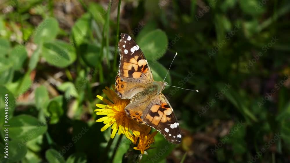 dandelion plant, blooming in spring dandelion plant blooming in spring and standing on butterfly dandelion plant, blooming in spring dandelion plant blooming in spring and standing on butterfly